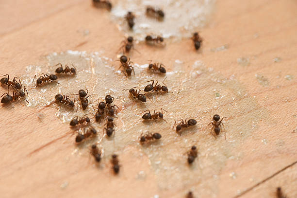 Best Termite Control Services  in Robesonia, PA